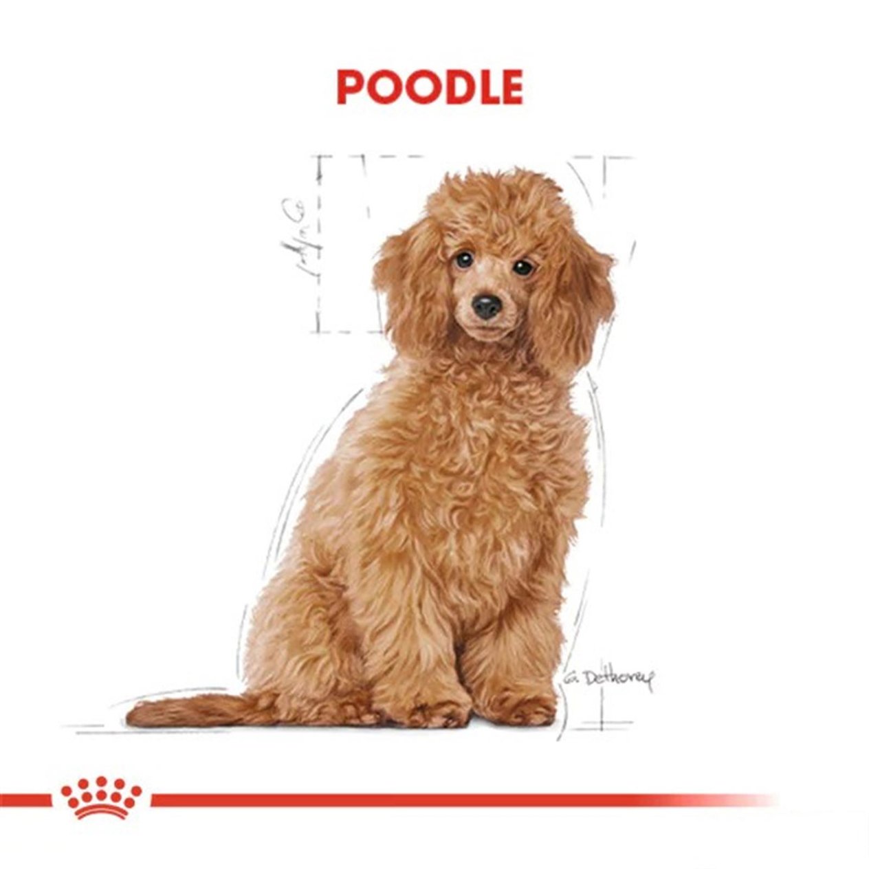 Royal Canin Puppy Poodle Caniche  Yavru Köpek Maması 3 Kg