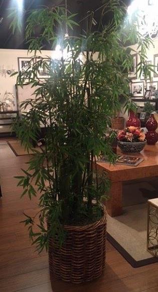 Bamboo,7 Ft Bambu Çiçek