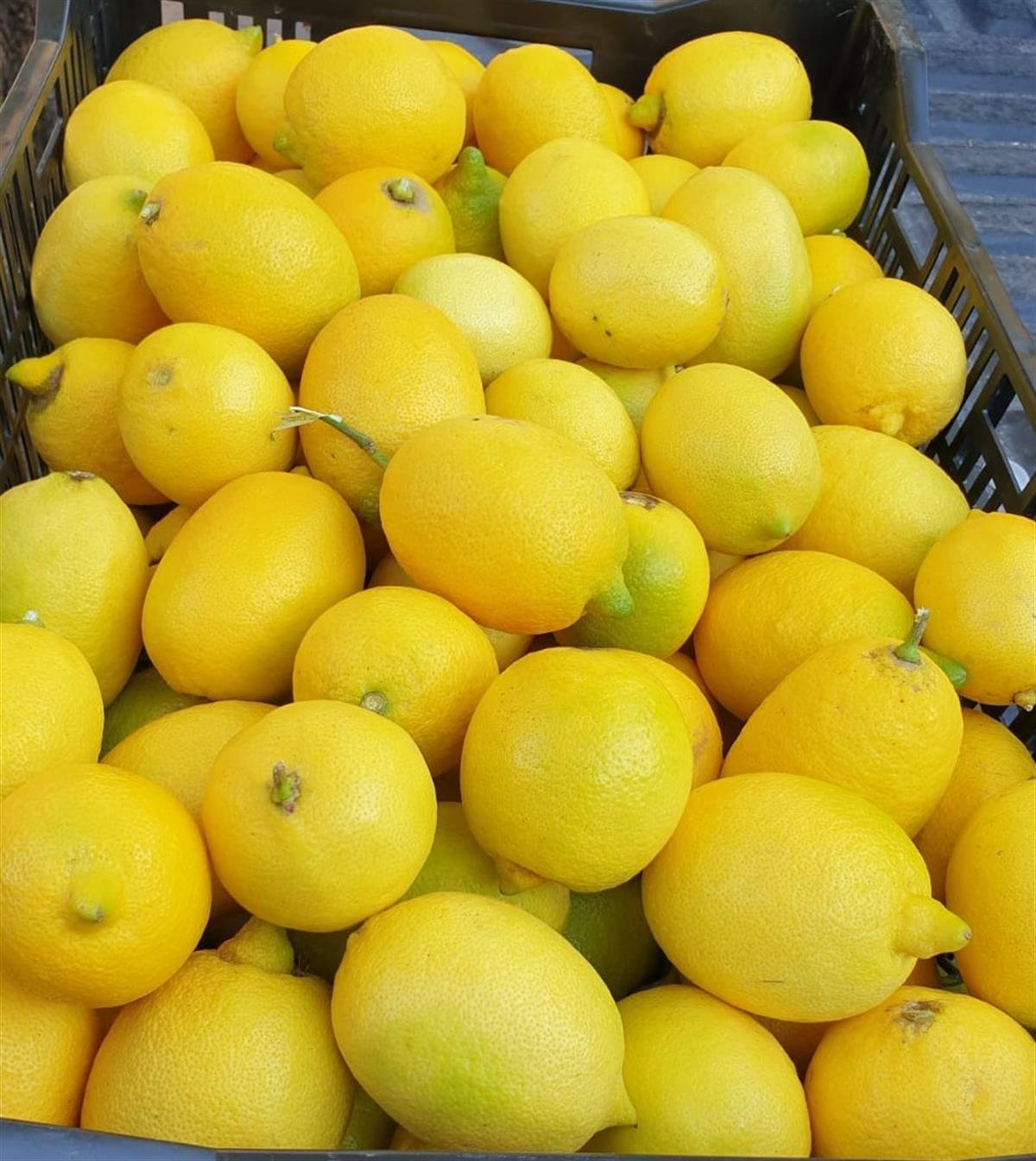 Limon Turşusu 660 g