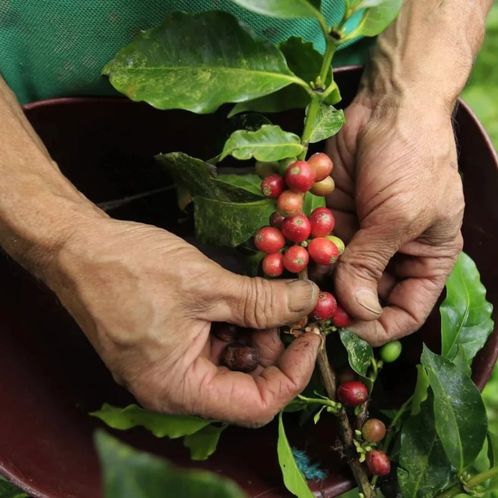 Colombia DECAF CO₂ Colombia Supremo