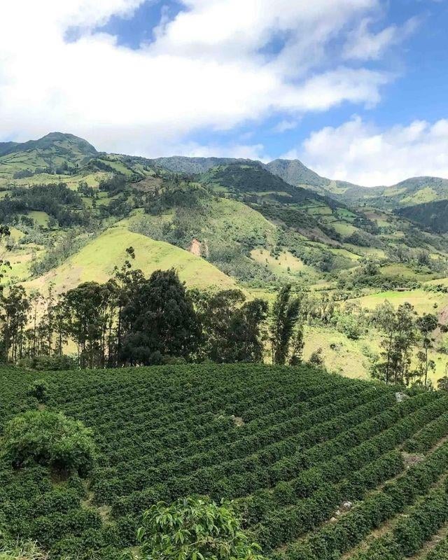 Colombia / El Obraje / Washed