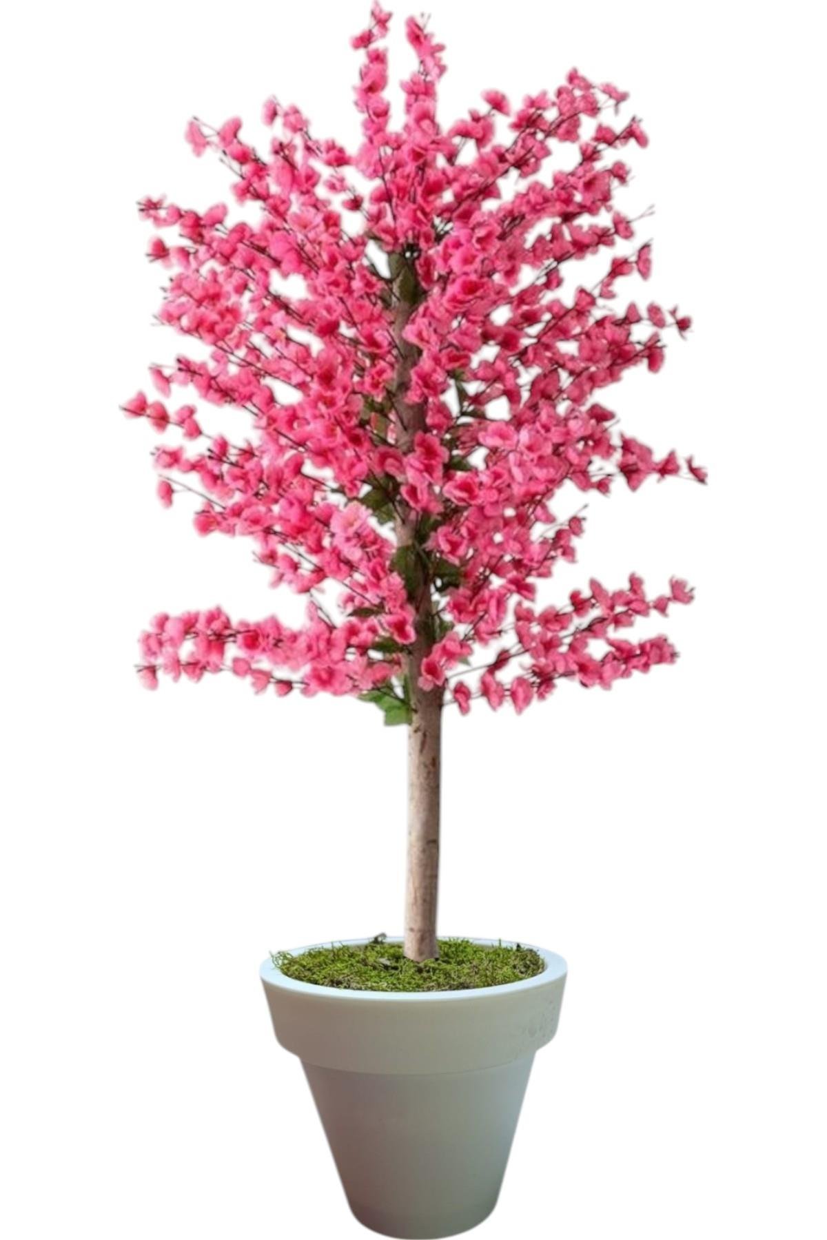 pembe bahar dalı kiraz çiçegi sakura 81 dal  dogal gövdeli beyaz plastık saksı