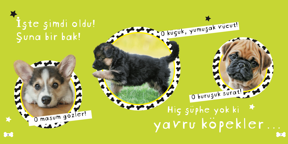 Çok tatlı yavru köpekler