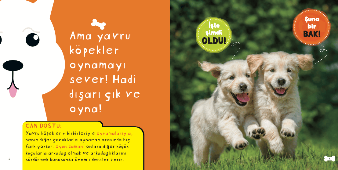 Çok tatlı yavru köpekler