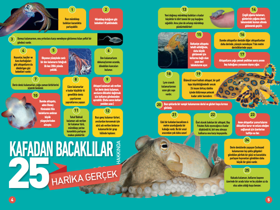 Kafadan Bacaklılar