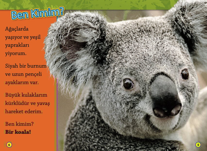 Koalalar