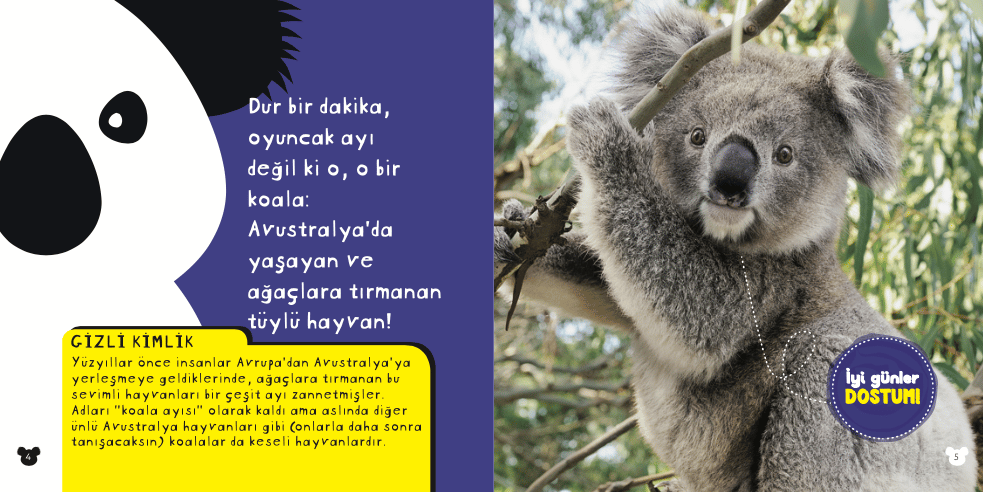 NG Kids Çok Tatlı Koalalar