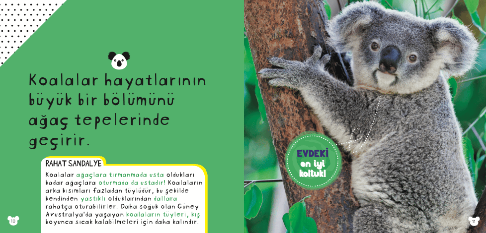NG Kids Çok Tatlı Koalalar