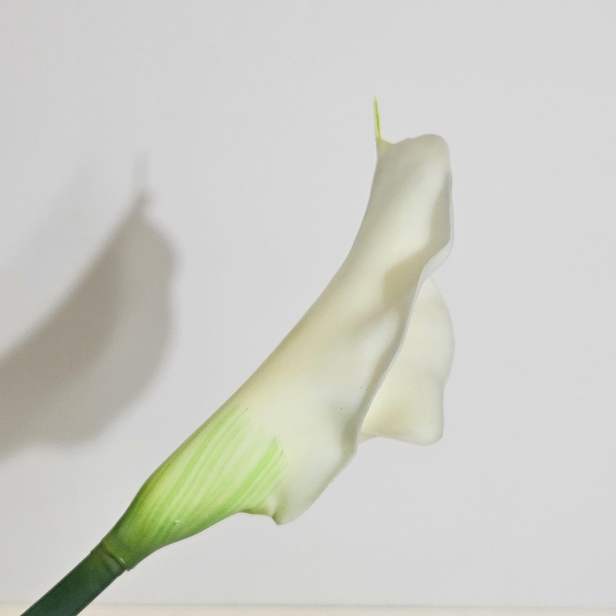 GALA DAL 75CM