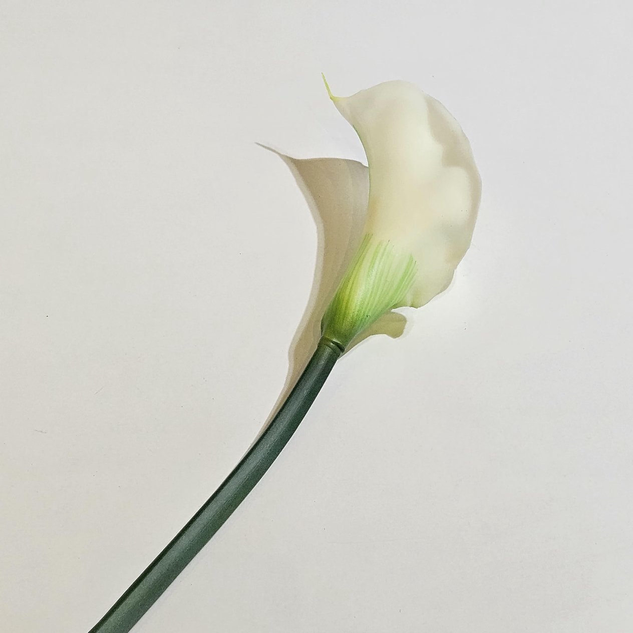 GALA DAL 75CM