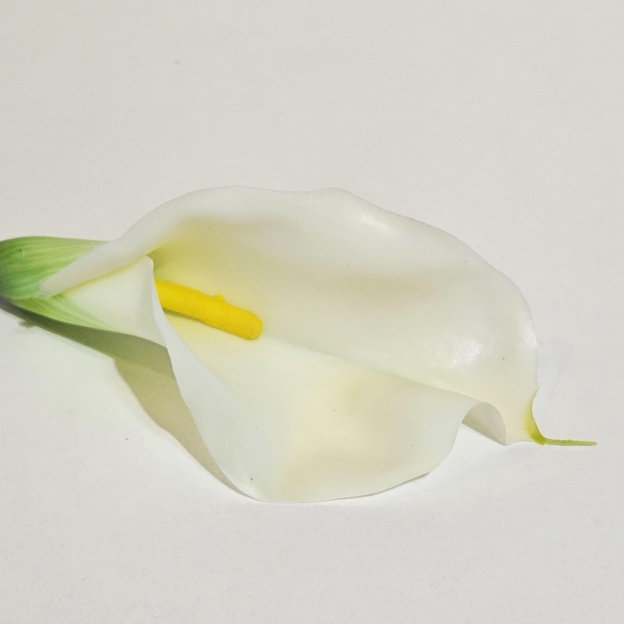 GALA DAL 75CM