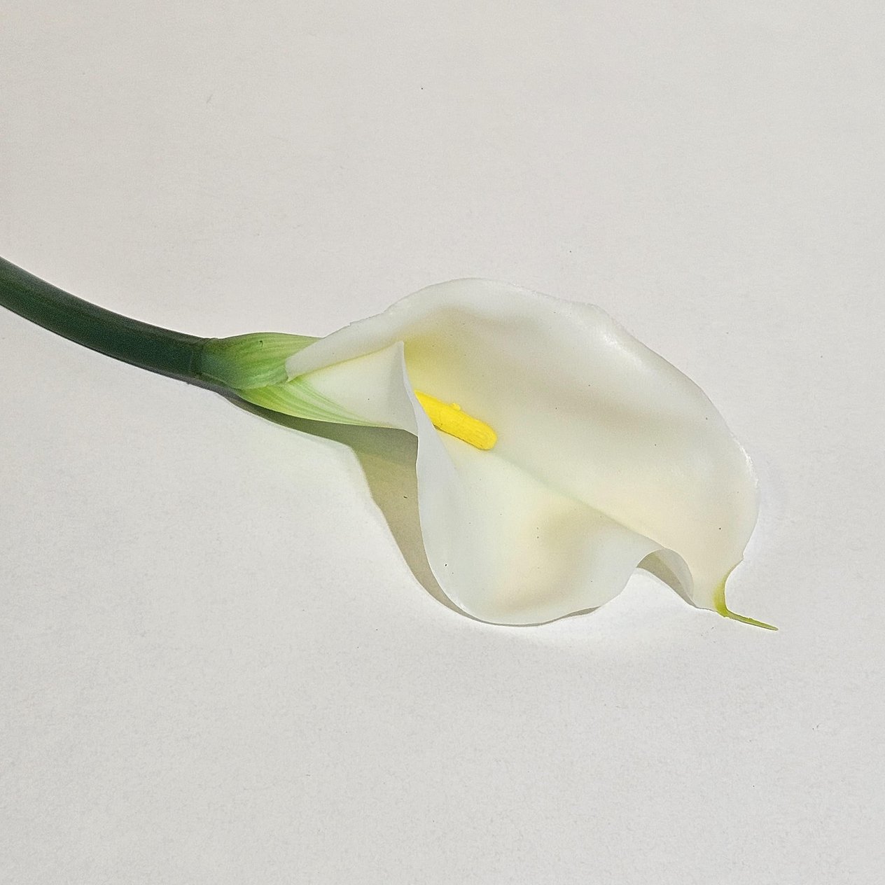 GALA DAL 75CM