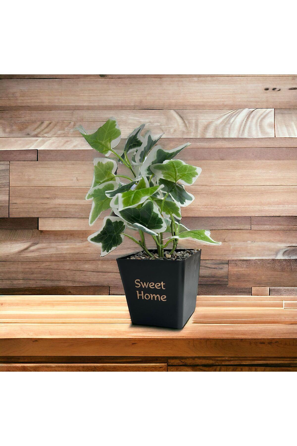 Sweet Home Saksılı Duvar Sarmaşığı