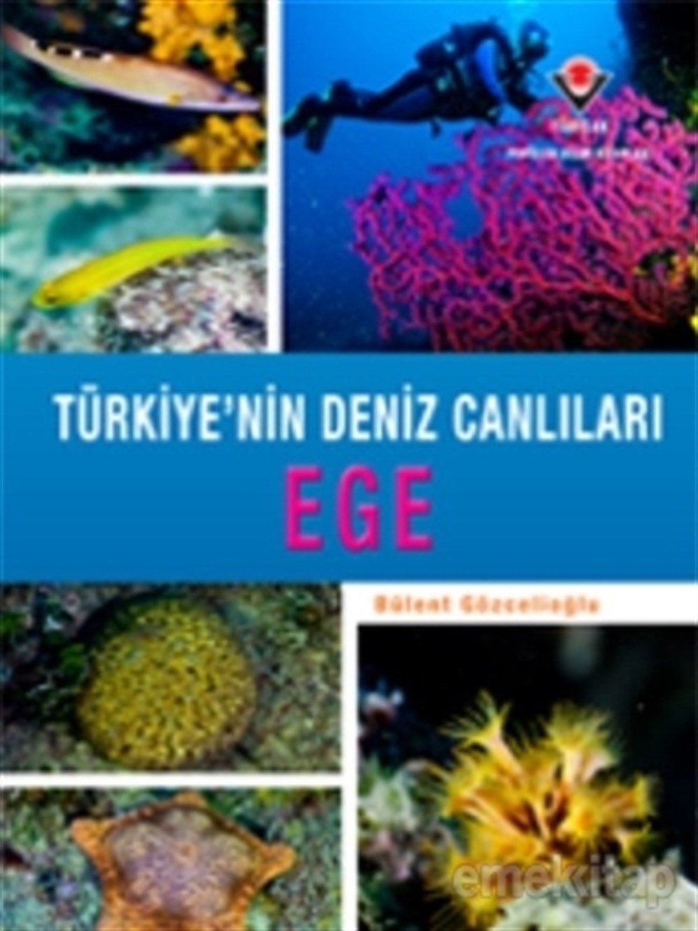 Ege - Türkiye'nin Deniz Canlıları