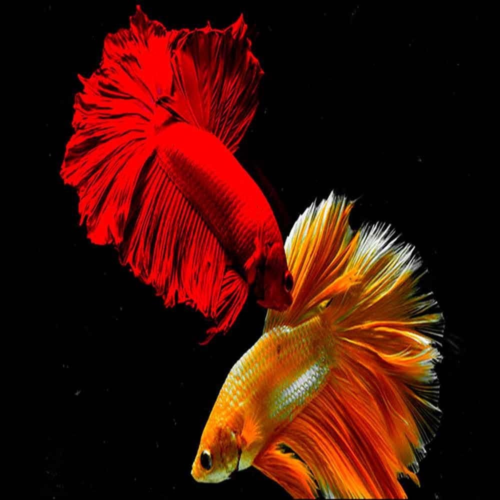 Beta Balıkları ve Türleri (Betta splendens) 1 Amazon Pet Center