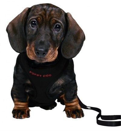 Trixie Yavru Köpek Göğüs Tasma Kayışı 26-34cm 2m 10mm 15561