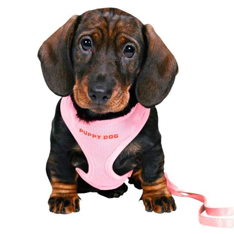 Trixie Yavru Köpek GöğüsTasması ve Kayış 23-34CmX2MX10Mm 4011905155678 Trixie Köpek Göğüs Tasmaları Amazon Pet Center