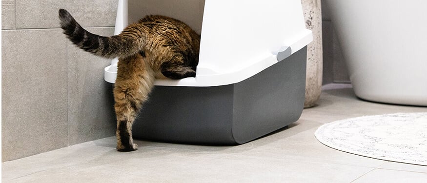 Kedi Dışkısında Kanın Olası Nedenleri