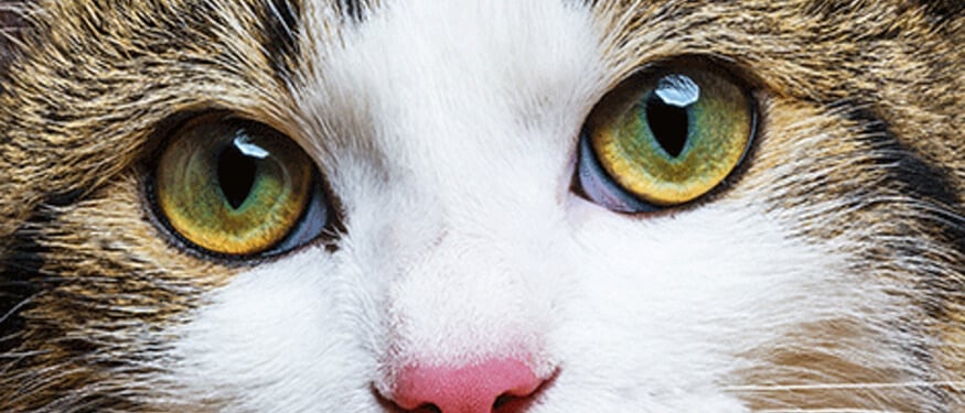 Kedi Ve Köpeklerde Üçüncü Göz Kapağı