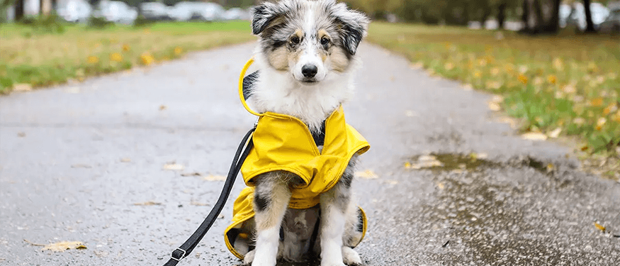 Köpek Yağmurluklarının Faydaları ve Özellikleri