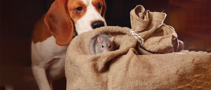 Köpeklerde Fare Zehiri İle Zehirlenme