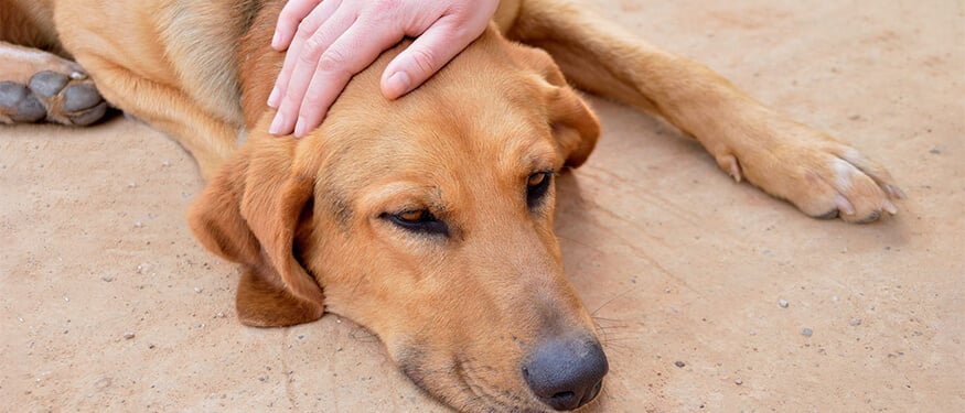 Köpeklerde Fare Zehiri ile Zehirlenme