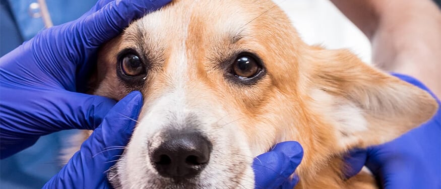 Köpeklerde Katarakt