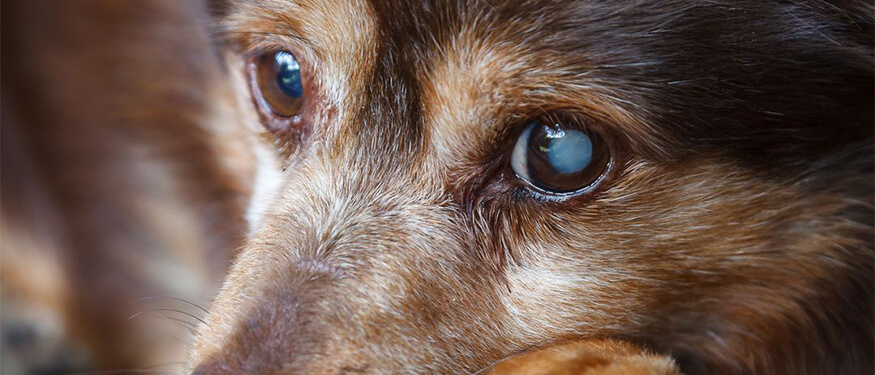 Köpeklerde Katarakt