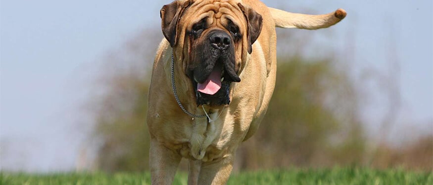 Mastiff Köpek Irkının Fiziksel Özellikleri