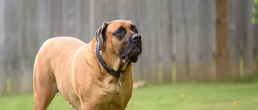 Mastiff Köpek Irkının Fiziksel Özellikleri