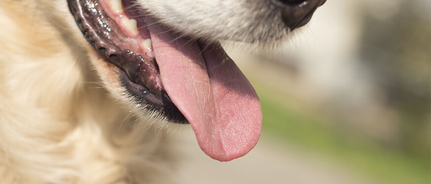 Köpeklerde Sık Nefes Alma
