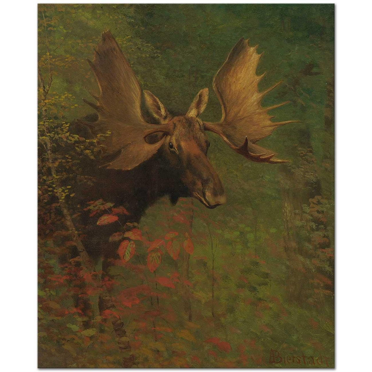 Albert Bierstadt Study Of A Moose Art Print