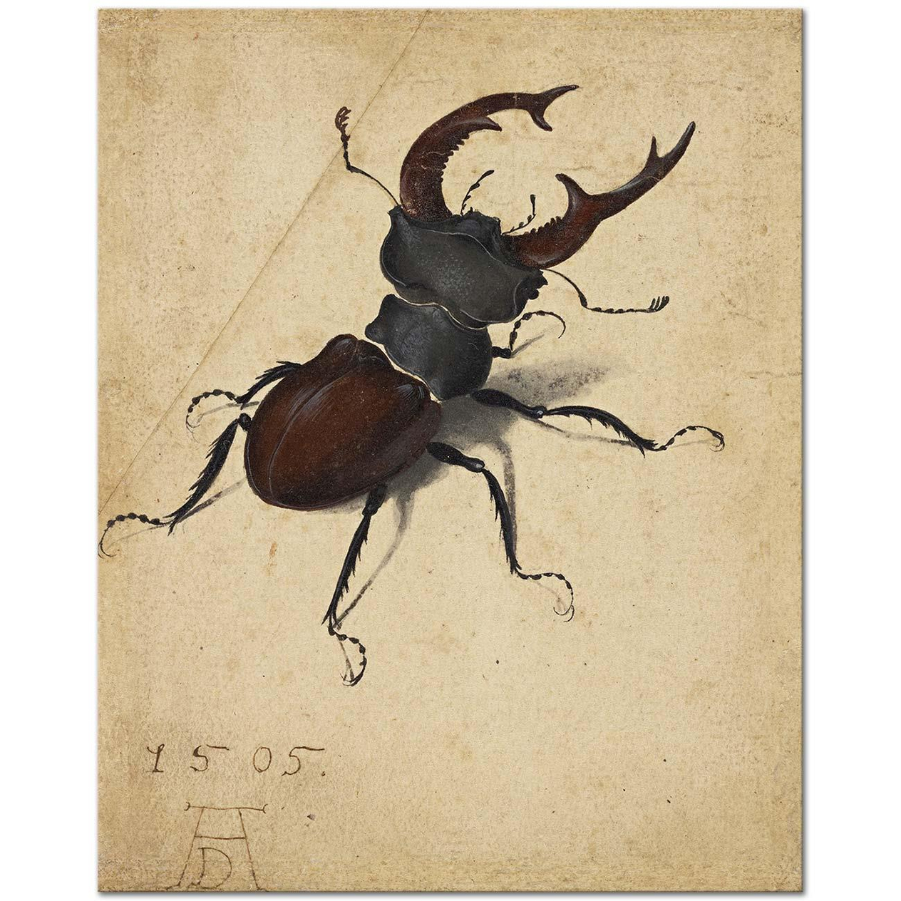 Albrecht Dürer Stag Beetle Art Print
