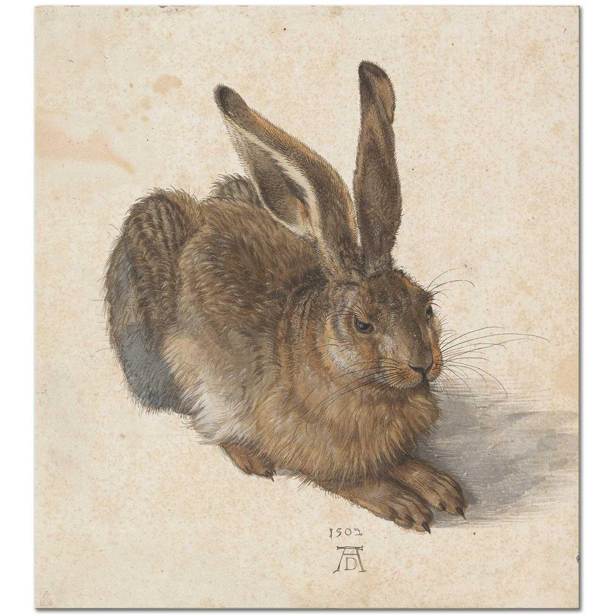 Albrecht Dürer Tavşan Kanvas Tablo