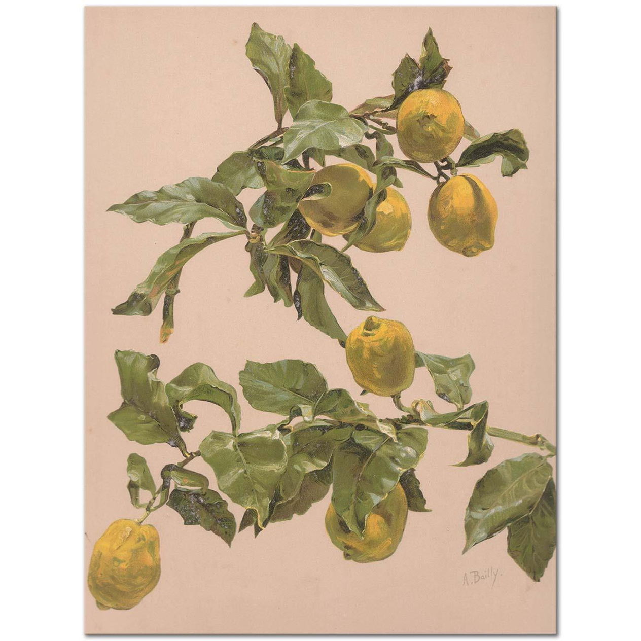 Alice Bailly Aquarelle d'un Citronnier Art Print
