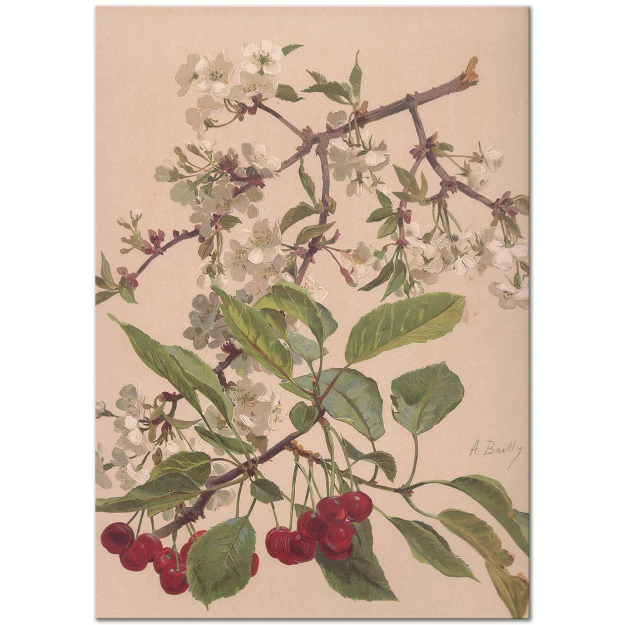 Alice Bailly Aquarelle d'une Branche de Cerisier Art Print