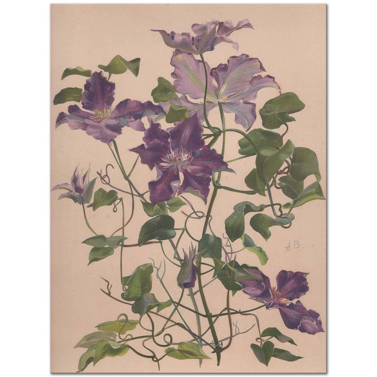 Alice Bailly Aquarelle d'une Clématite à Grandes Fleurs Art Print