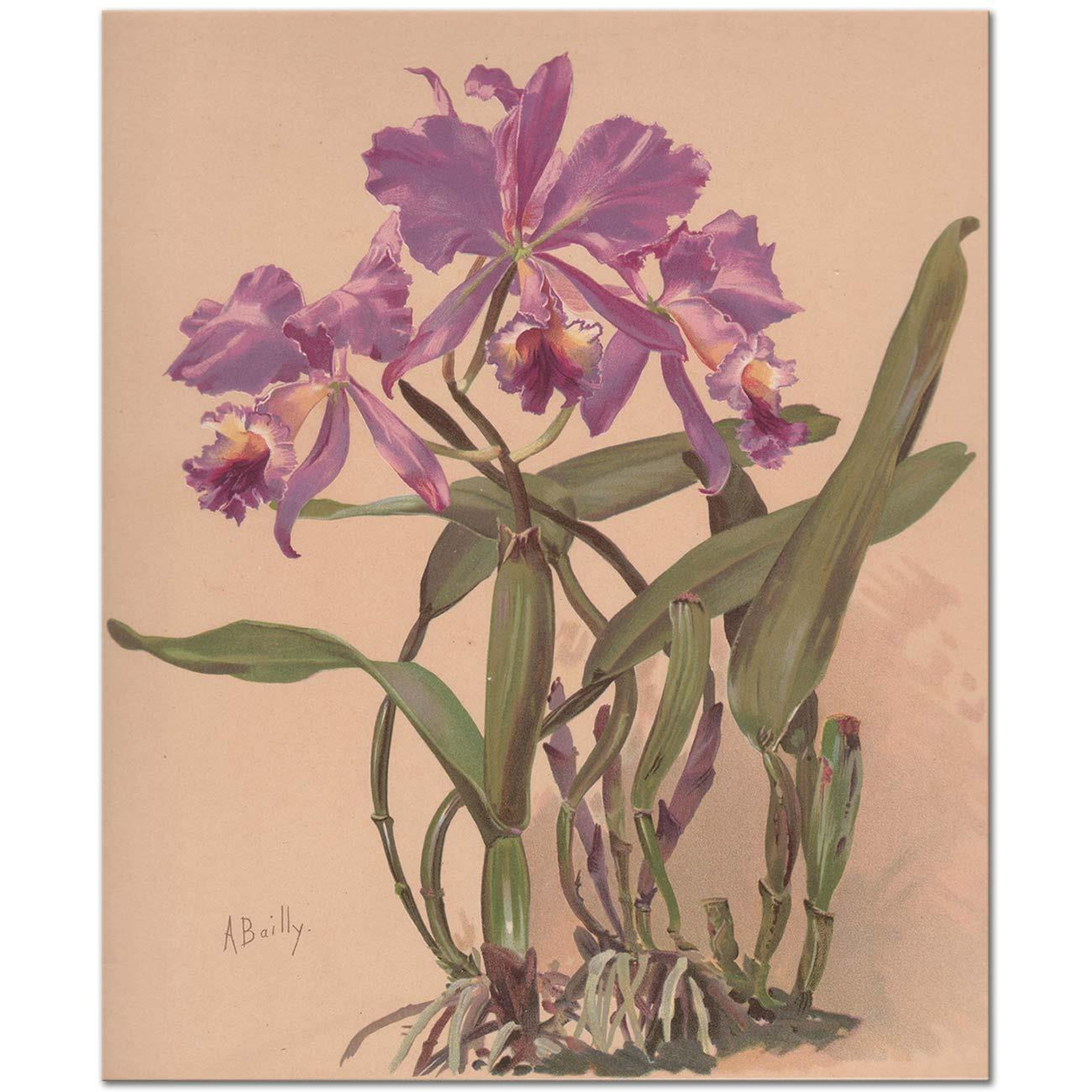 Alice Bailly Aquarelle d'une Orchidée du Genre Cattleya Art Print