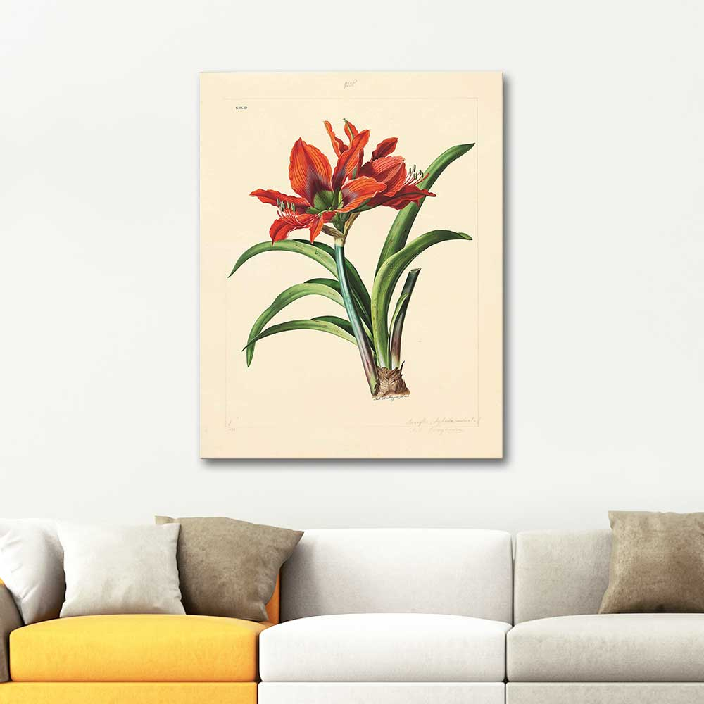 Anton Hartinger Amaryllis Art Print