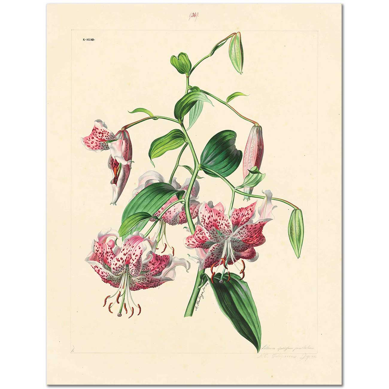 Anton Hartinger Lilium Speciosum Art Print