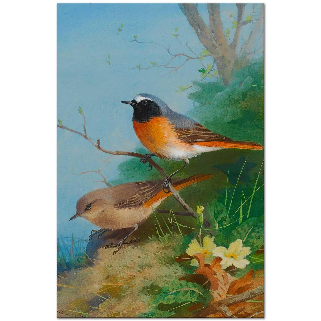 Archibald Thorburn Bir Kızılkuyruk Çifti Kanvas Tablo