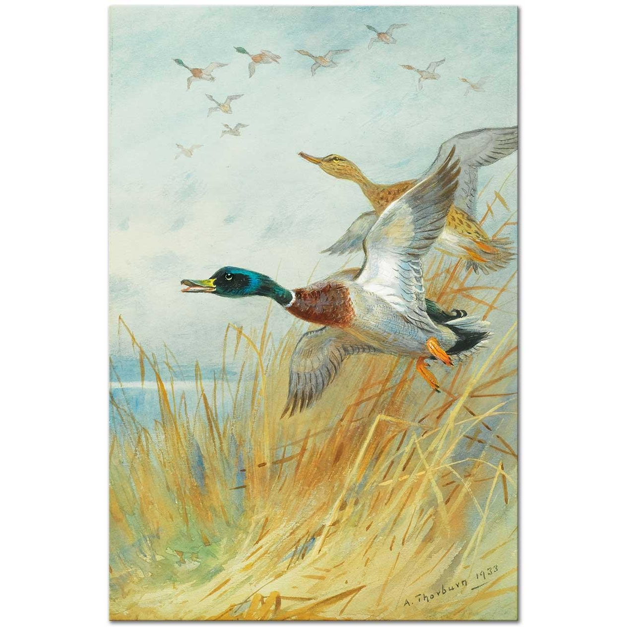 Archibald Thorburn Havalanan Yeşilbaşlı Ördekler Kanvas Tablo