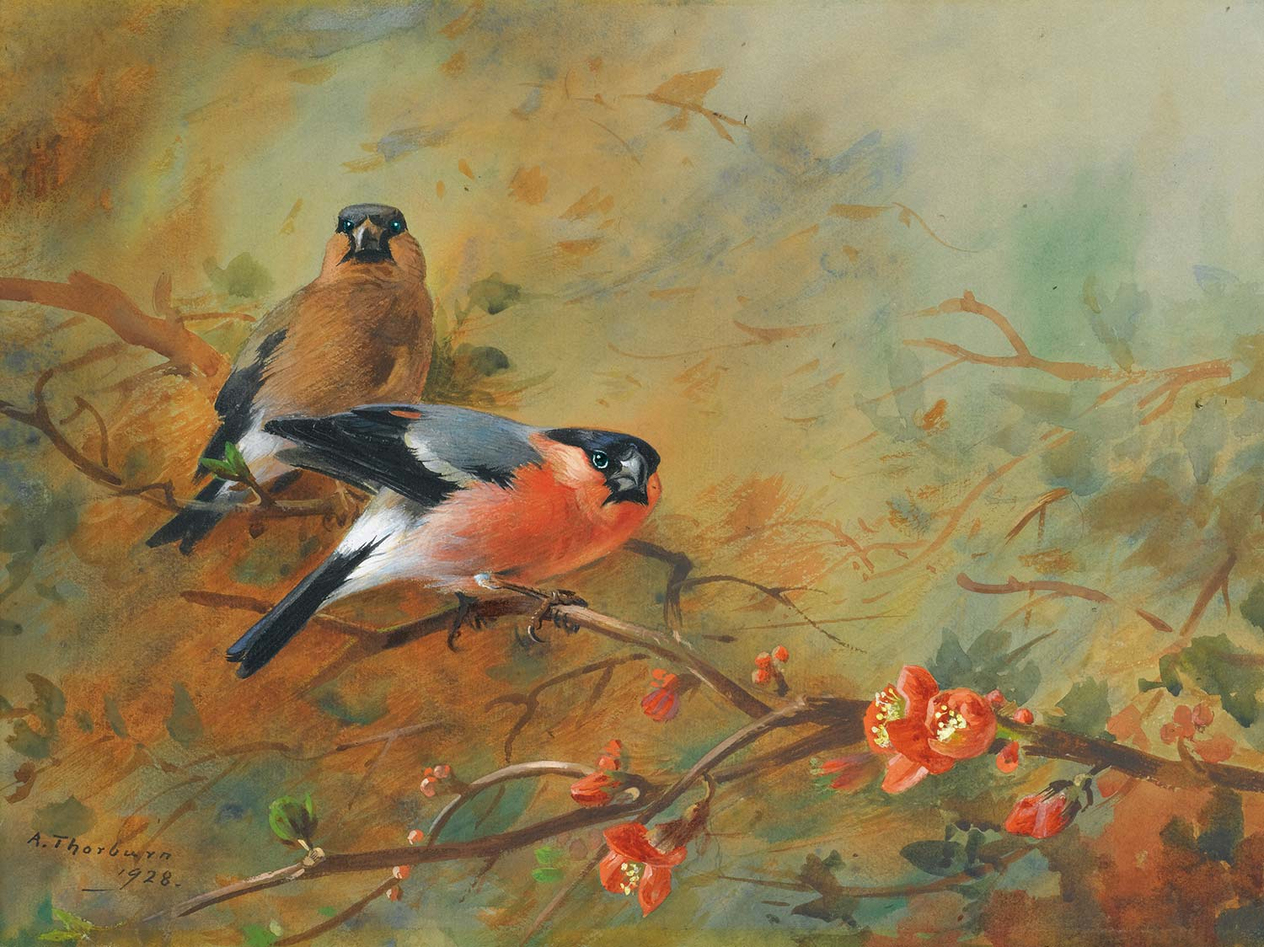Archibald Thorburn Şakrakkuşu ve Japon Pyrusu Kanvas Tablo
