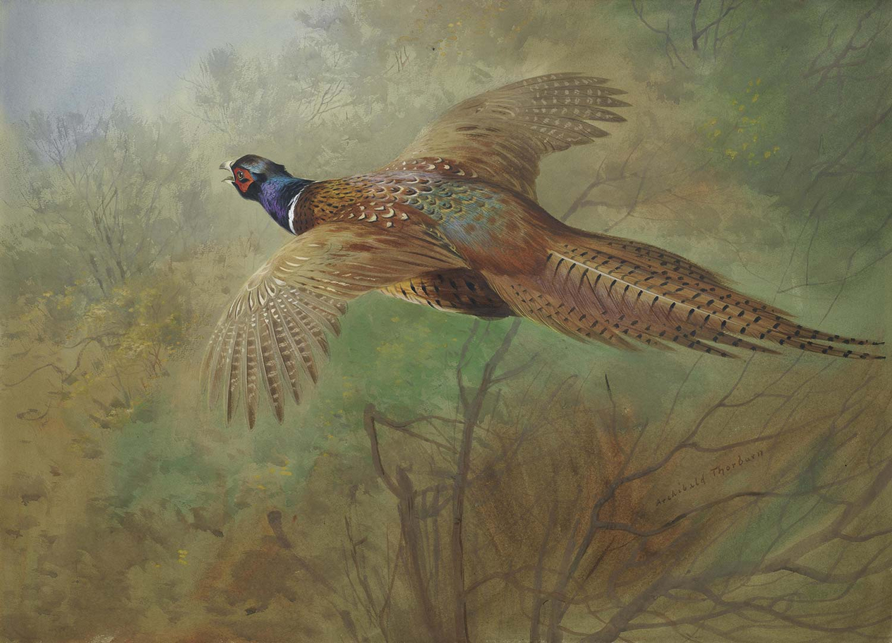 Archibald Thorburn Pheasant In Flight Art Print