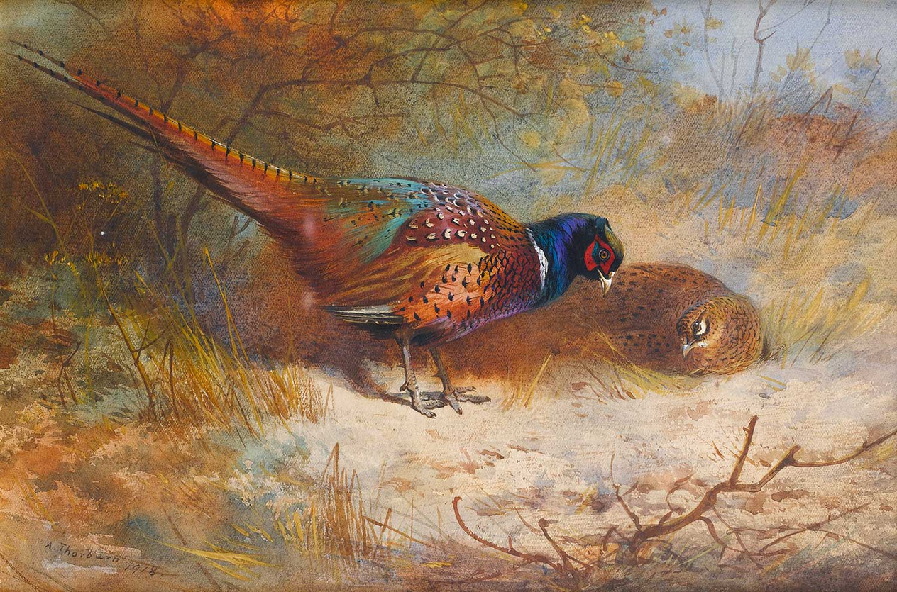 Archibald Thorburn Pheasants Art Print