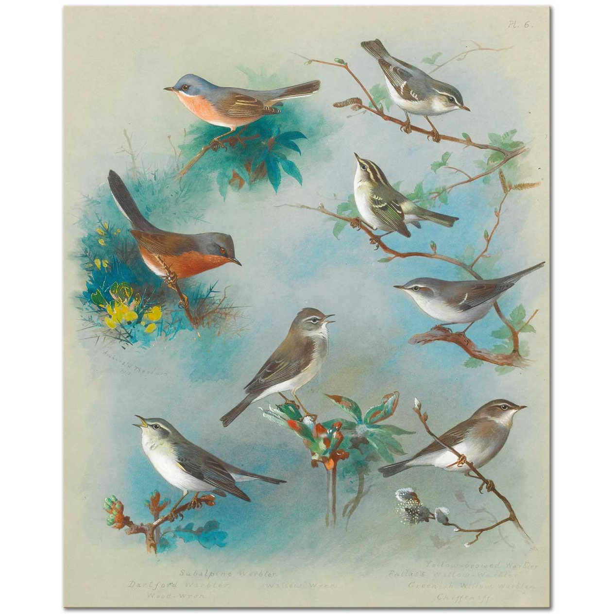 Archibald Thorburn Ötleğenler ve Çalıkuşları Kanvas Tablo