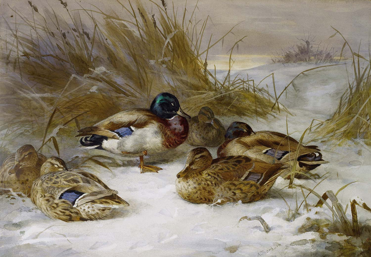 Archibald Thorburn Winter Landscape With Mallard Art Print