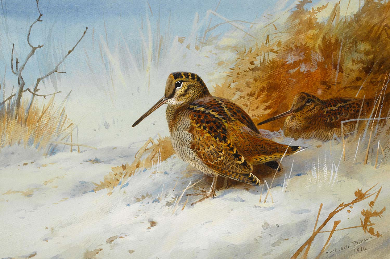 Archibald Thorburn Winter Woodcock Art Print
