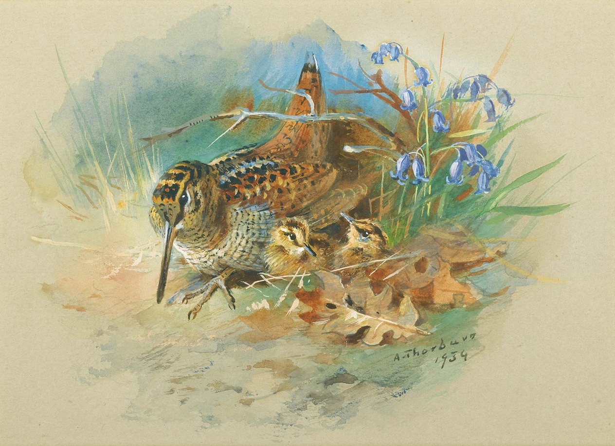 Archibald Thorburn Woodcock and Young Art Print