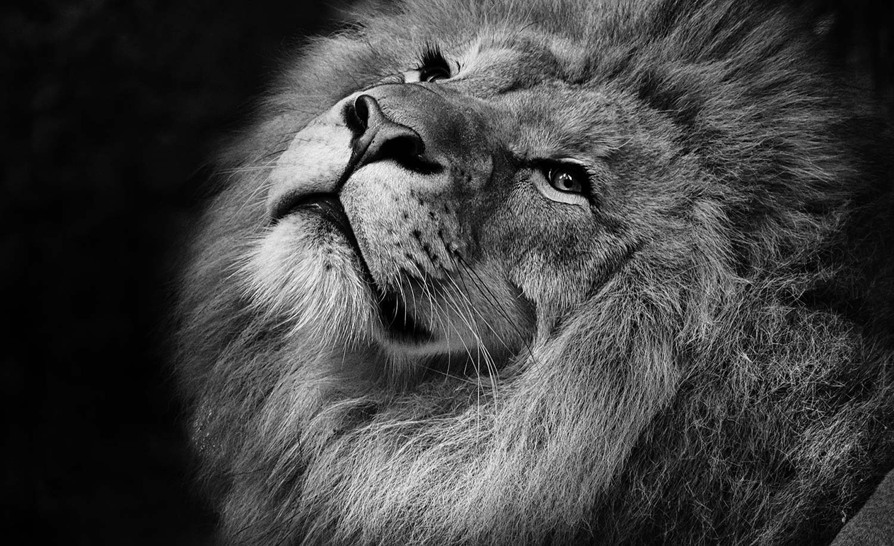 Beautiful Lion Art Print